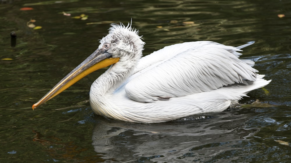 a white pelican floating on top of a body of water