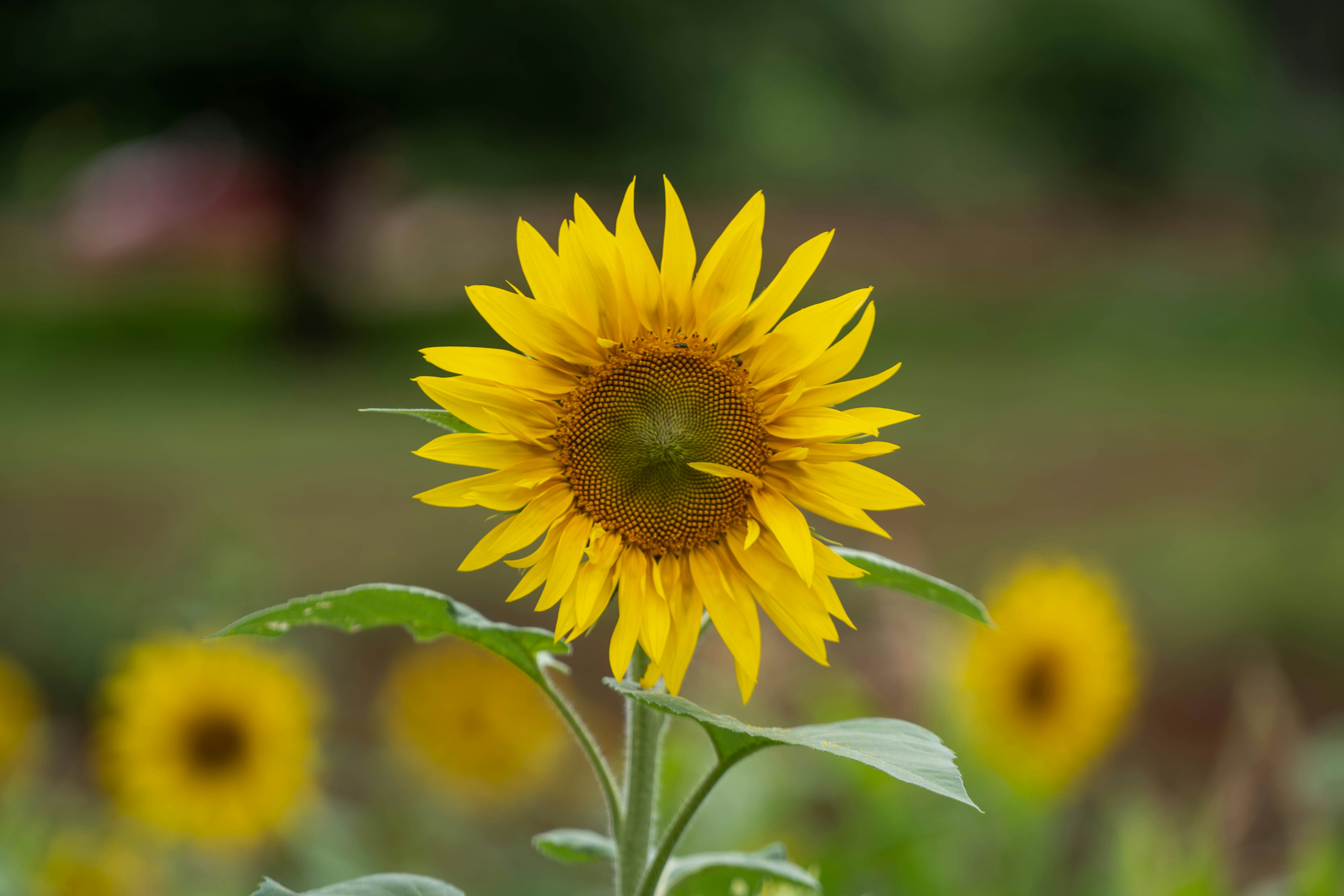 Photo by mrthetkhine