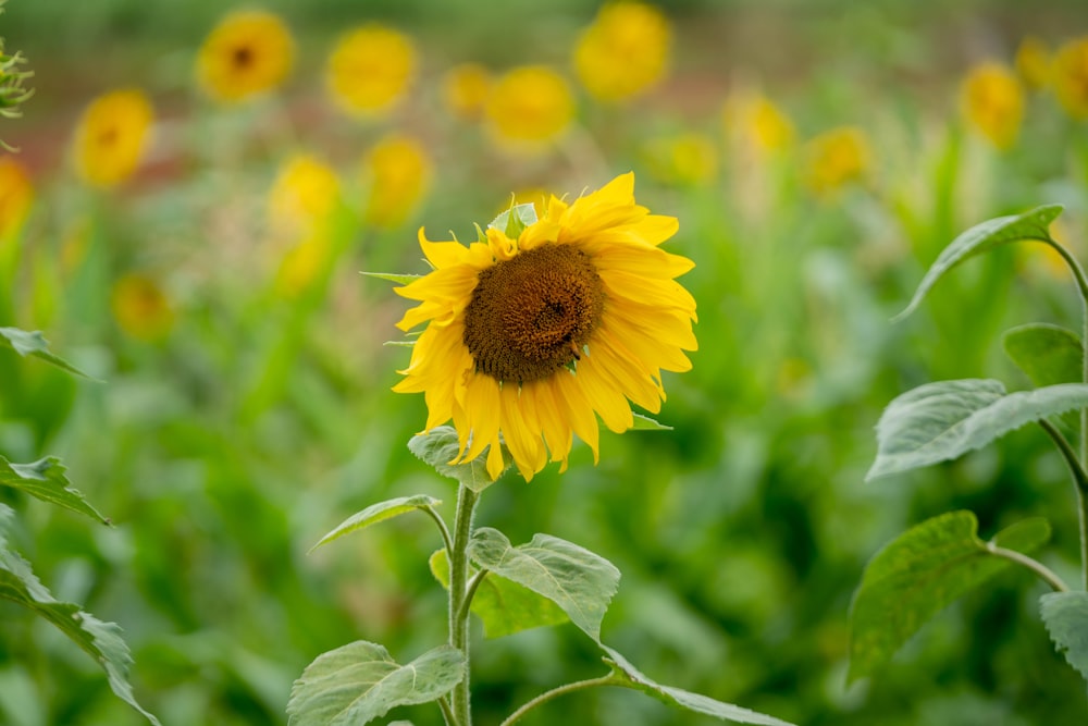 a sunflower in a field of green grass