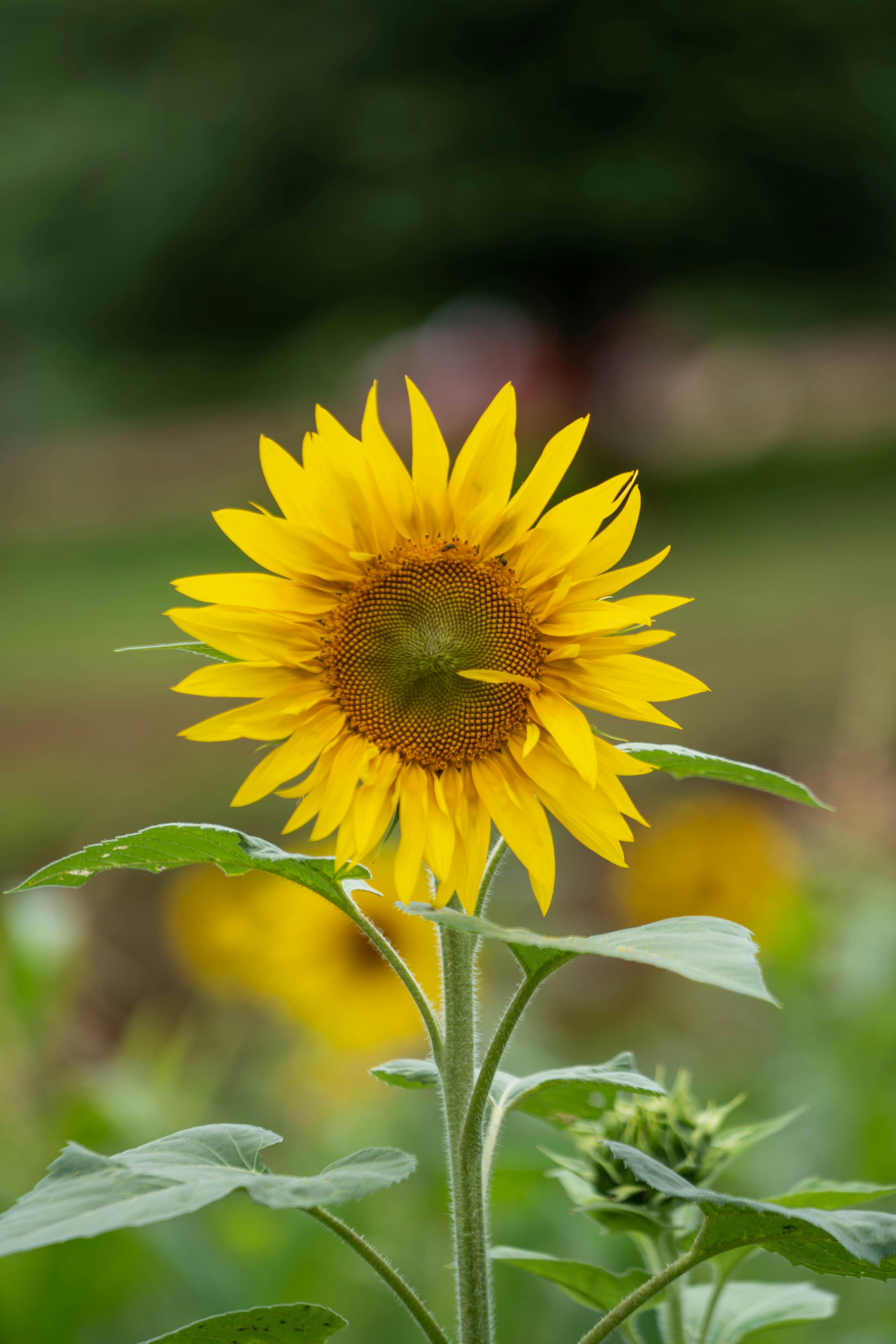 Photo by mrthetkhine