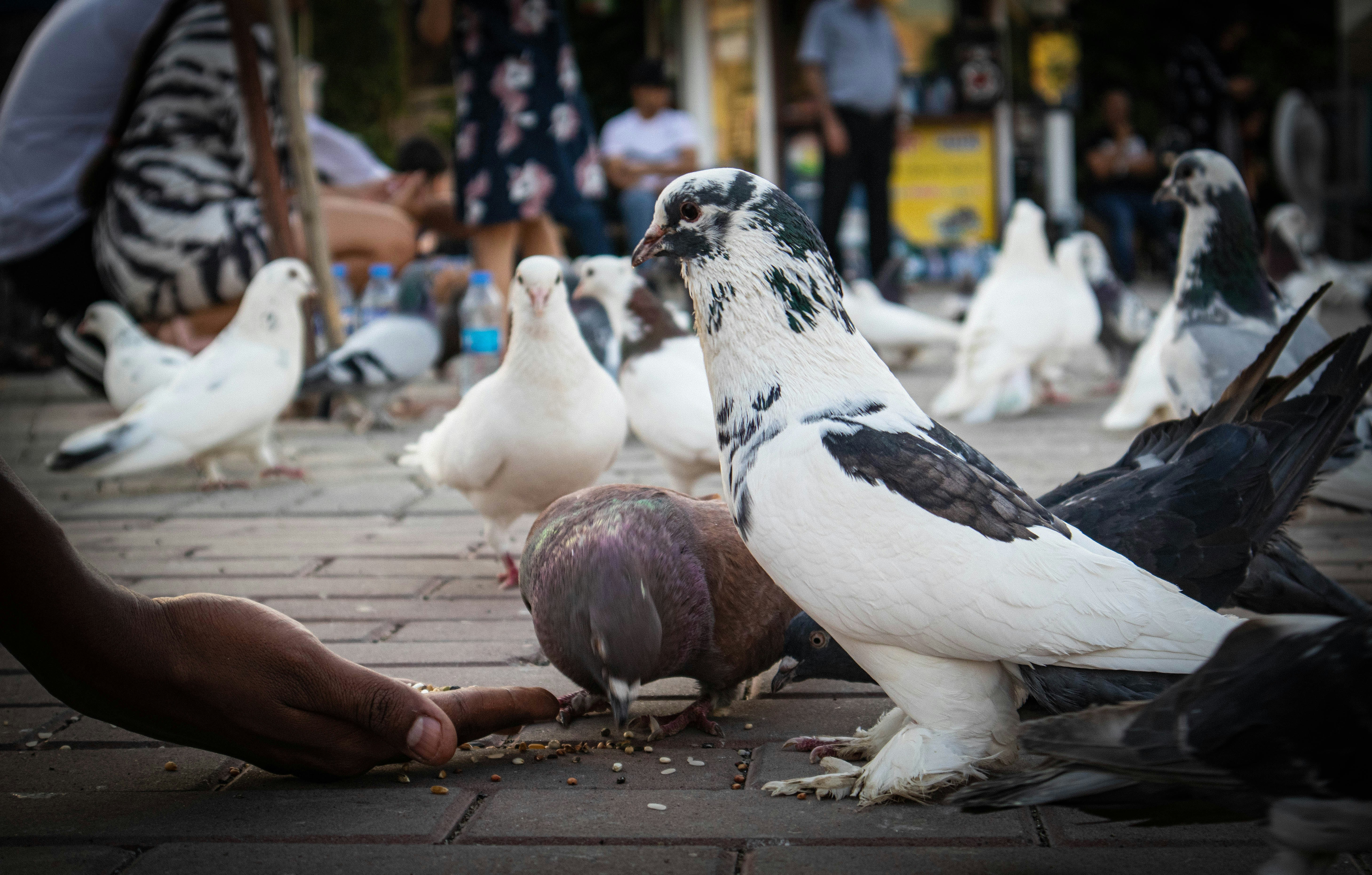 a group of pigeons eating food from a persons hand