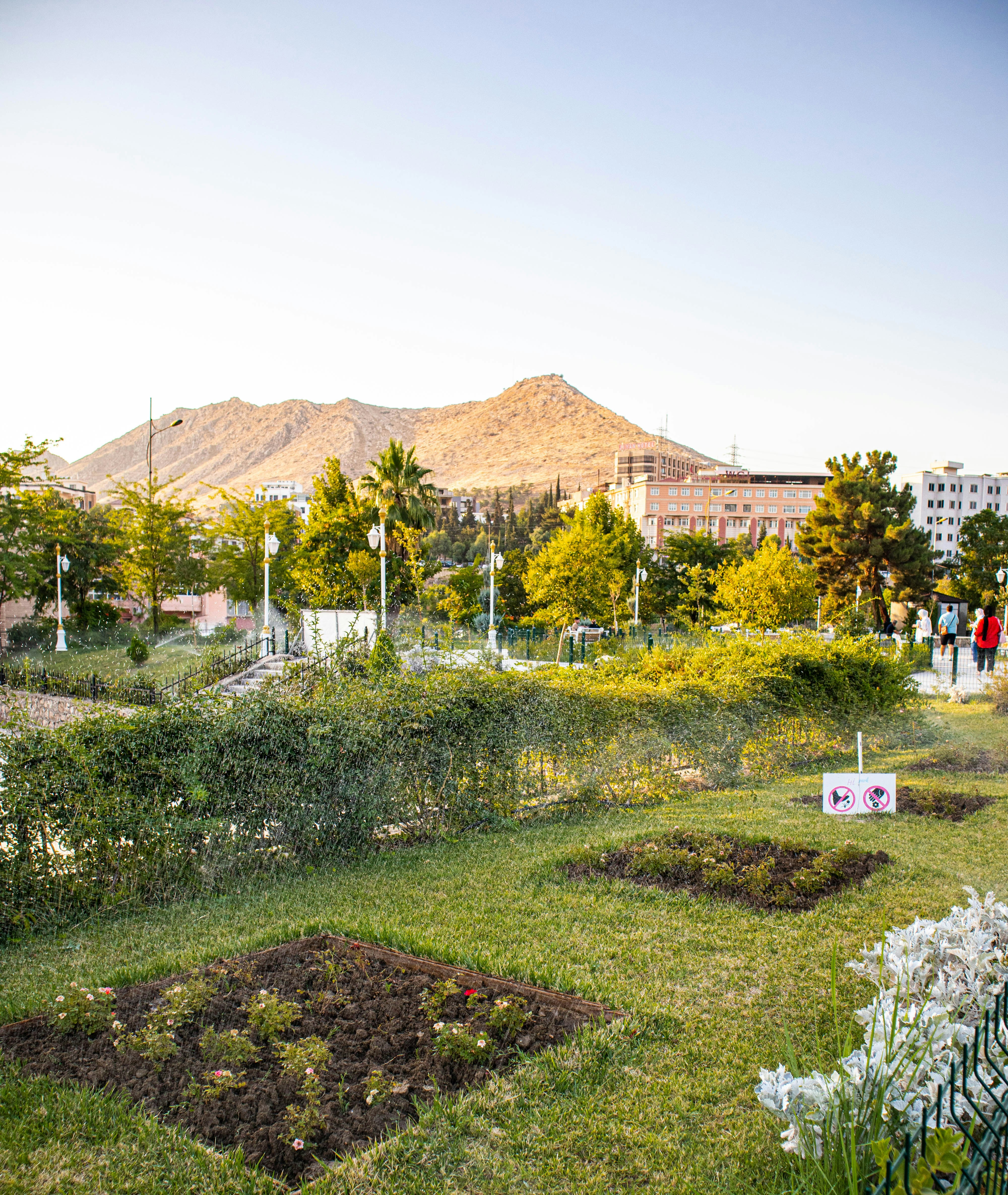 a garden with a lot of plants and flowers