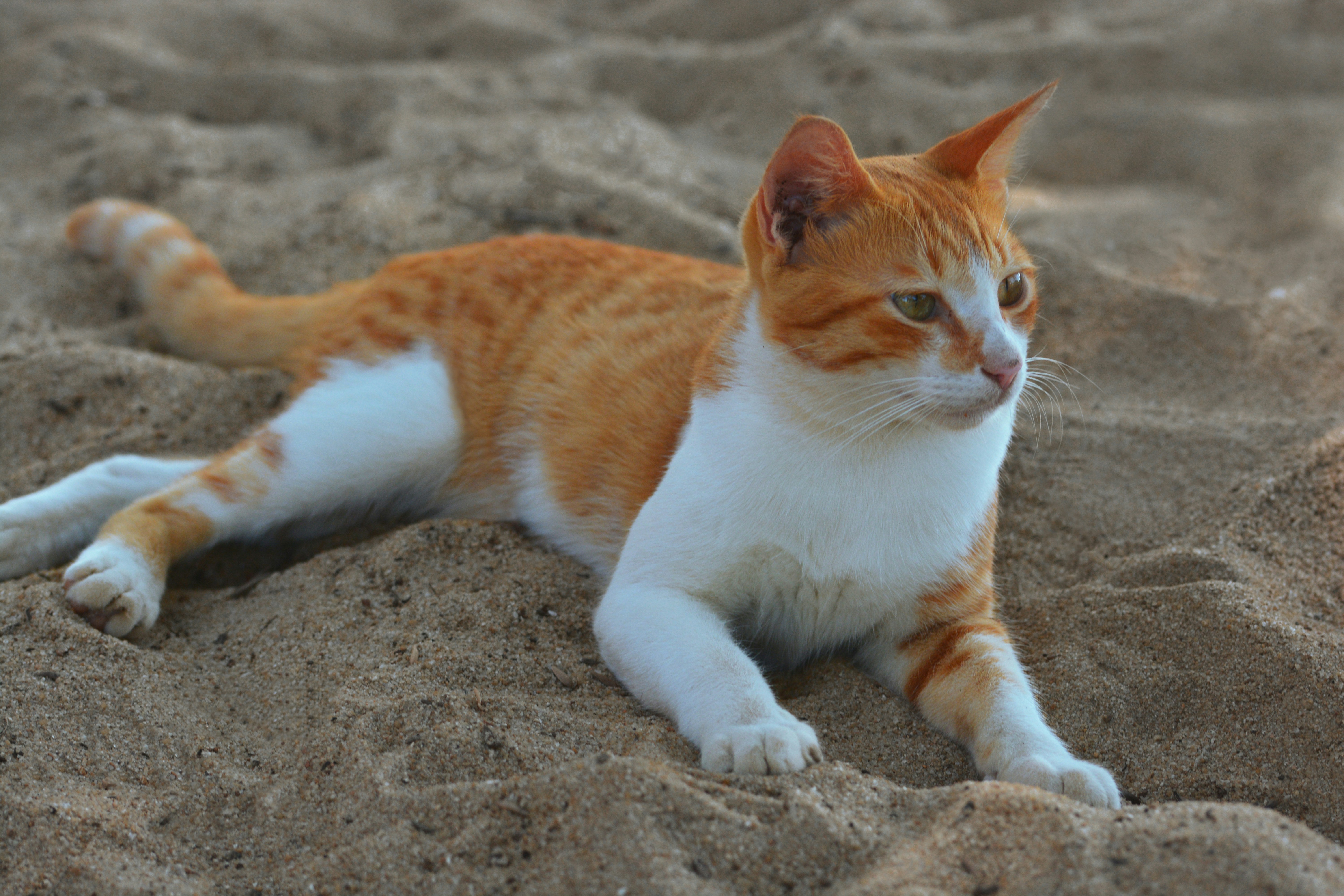 Photo by maheshkulal010