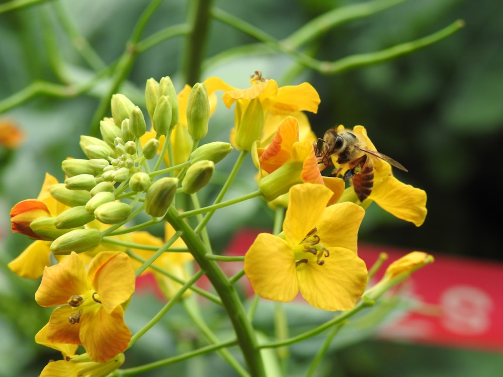 a close up of a flower with a bee on it