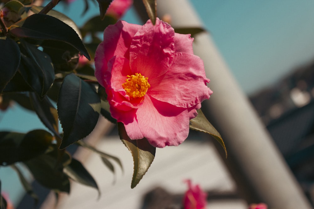 a pink flower is blooming on a tree