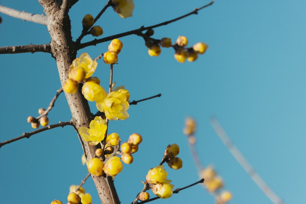 ein kleiner Baum mit gelben Blüten darauf