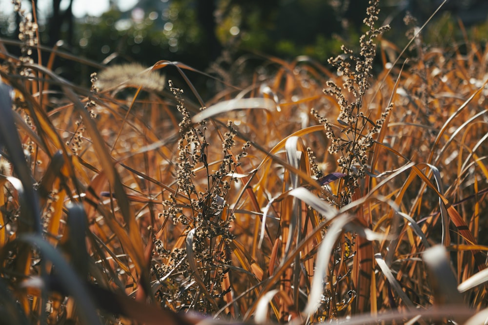 un primo piano di un campo di erba alta