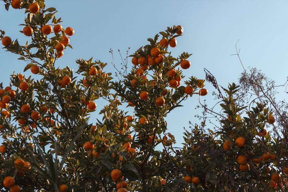 a tree filled with lots of oranges under a blue sky