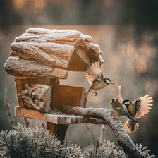 a couple of birds flying over a bird feeder