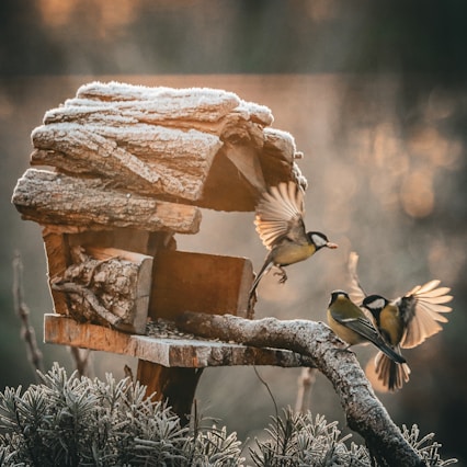 a couple of birds flying over a bird feeder