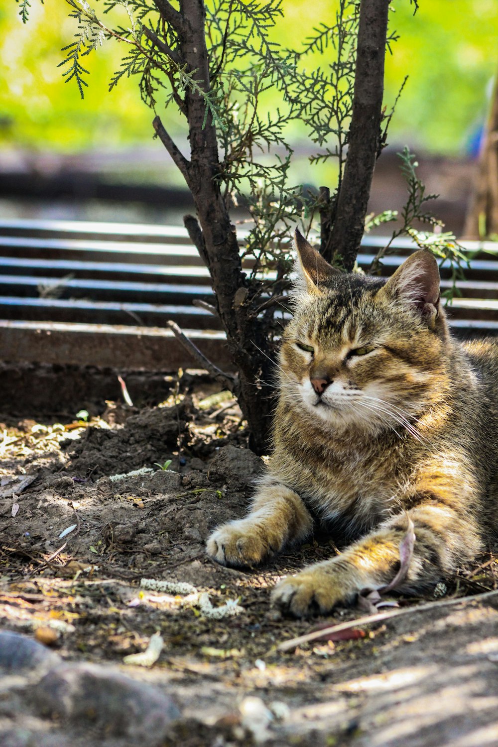 a cat laying on the ground next to a tree