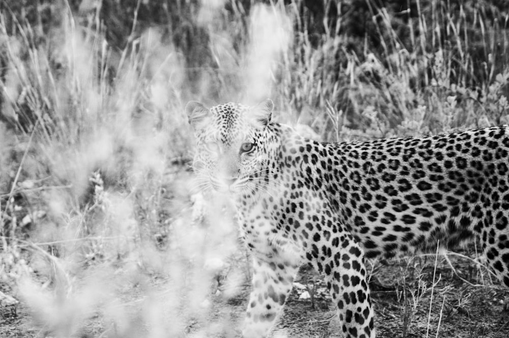 a black and white photo of a leopard