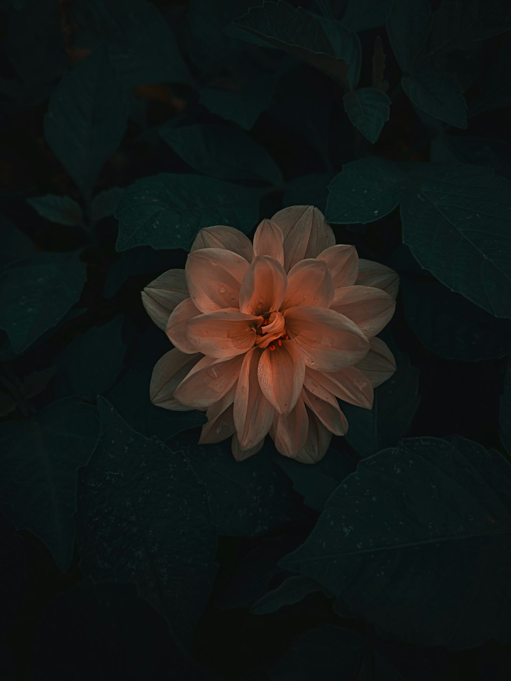 a flower that is in the middle of some leaves