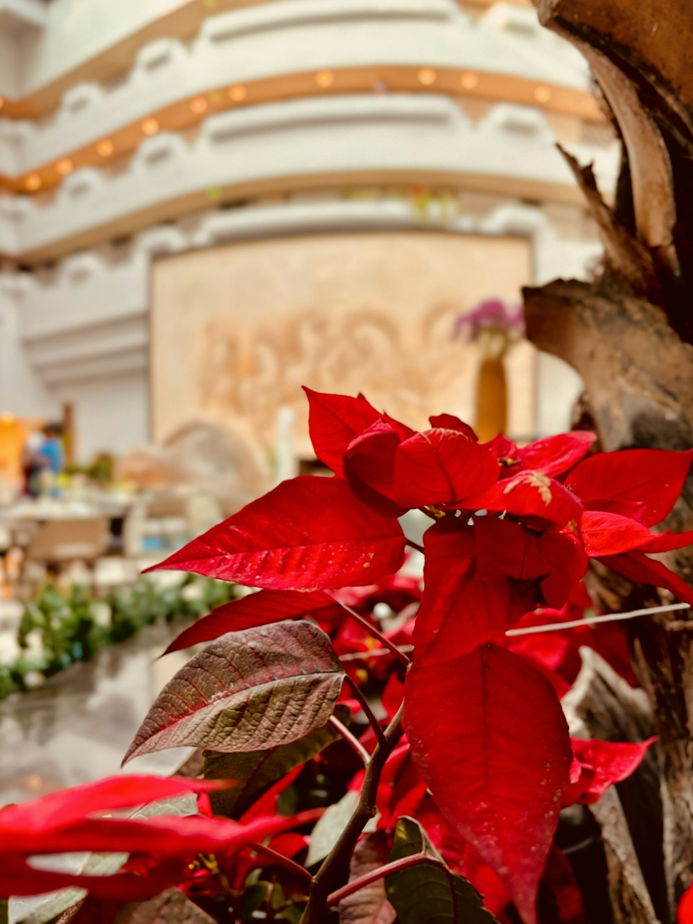 a poinsettia plant with red leaves in a lobby