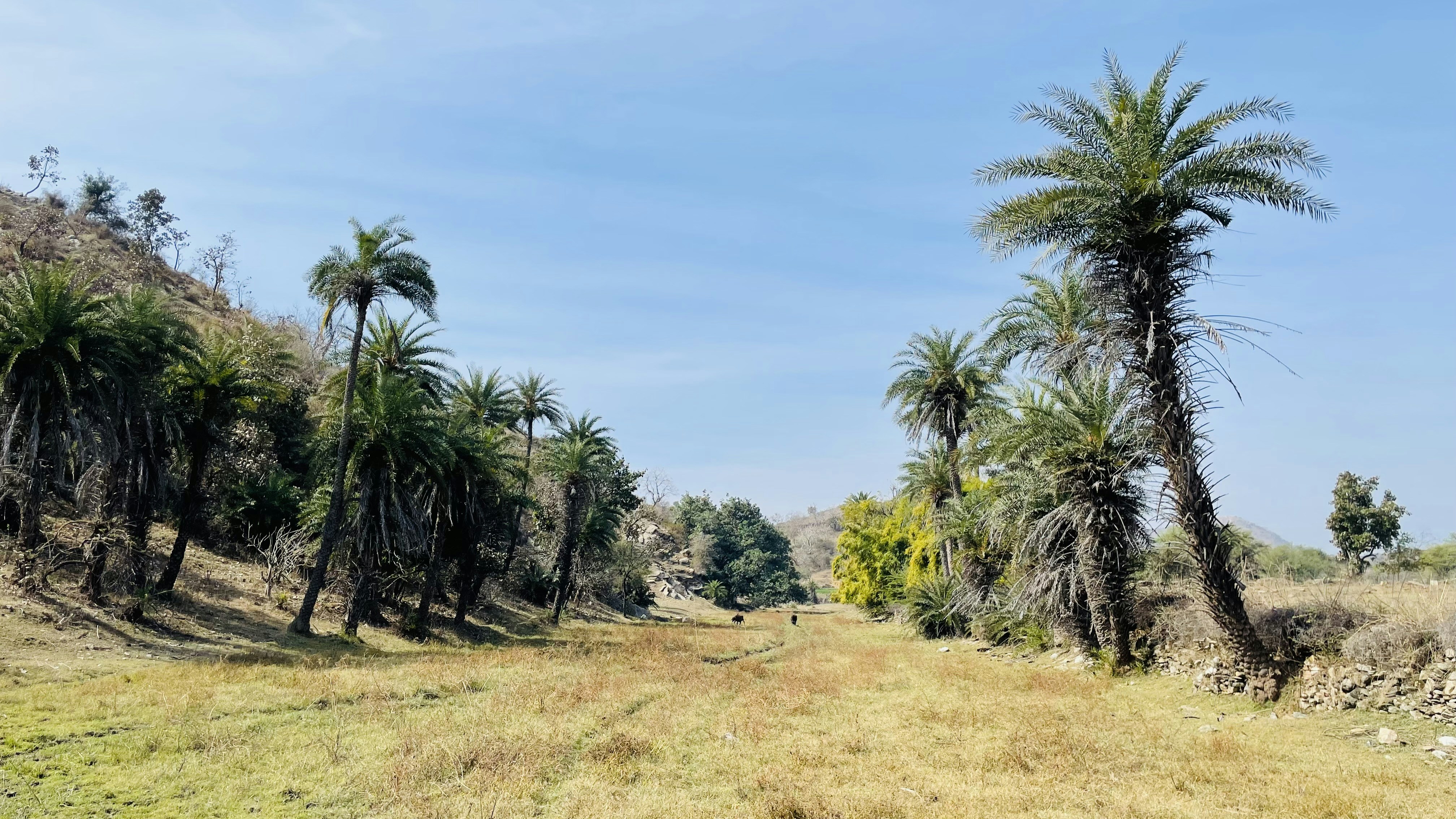 Photo by vikramudaipur