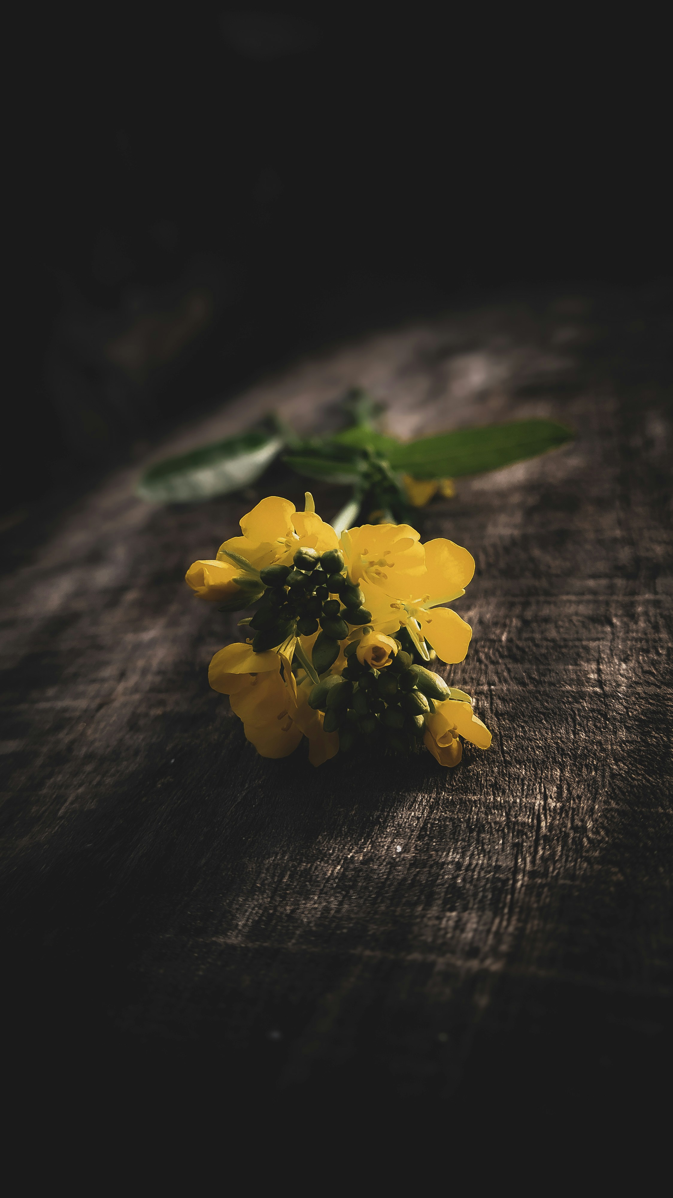 1000+ Unplash Pictures | Download Free Images on Unsplash