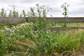 Weeds on wooden fences
