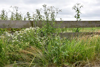 a wooden fence surrounded by tall grass and weeds