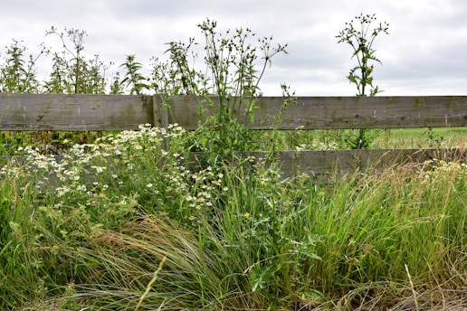 Weeds on wooden fences