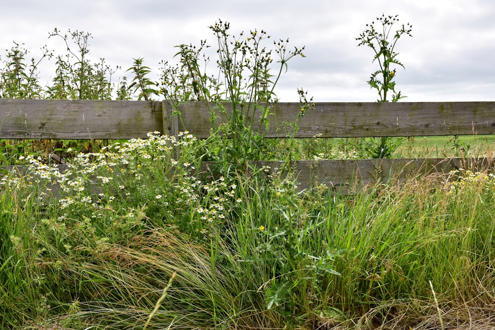 a wooden fence surrounded by tall grass and weeds