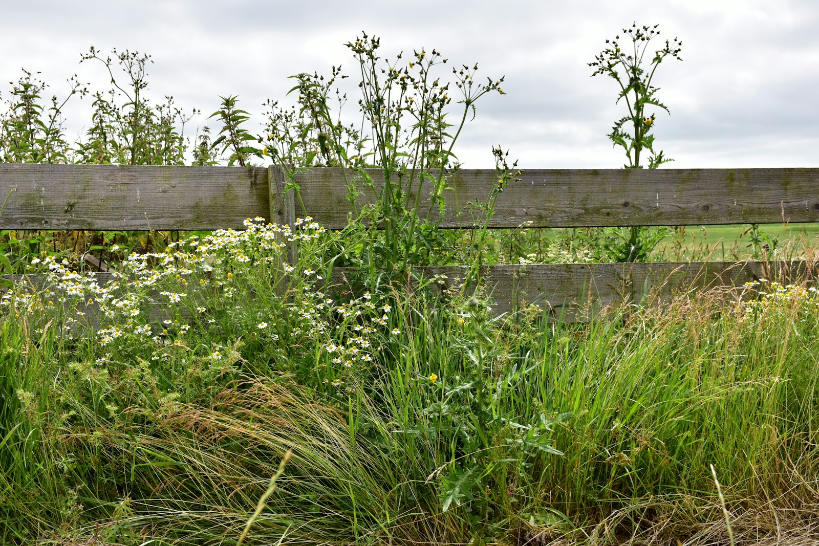Weedy, neglected garden bed before tidying