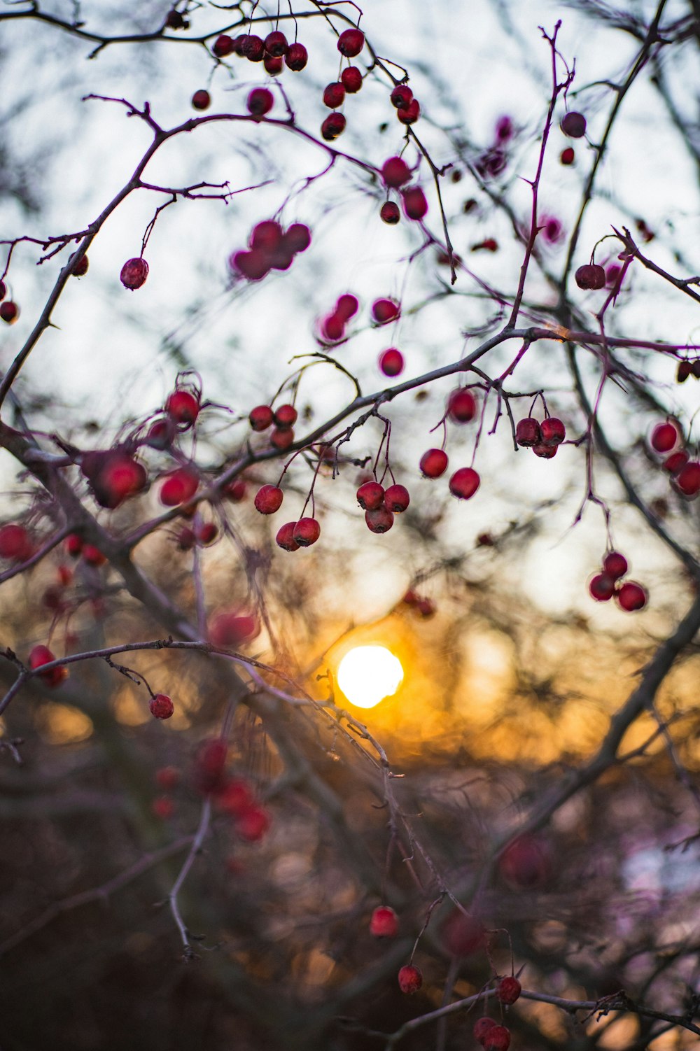 a tree with berries on it with the sun in the background
