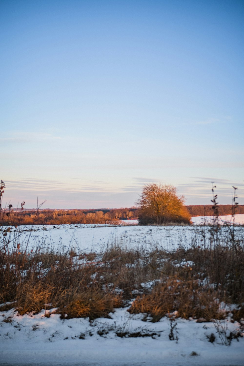 a snow covered field with a lone tree in the distance