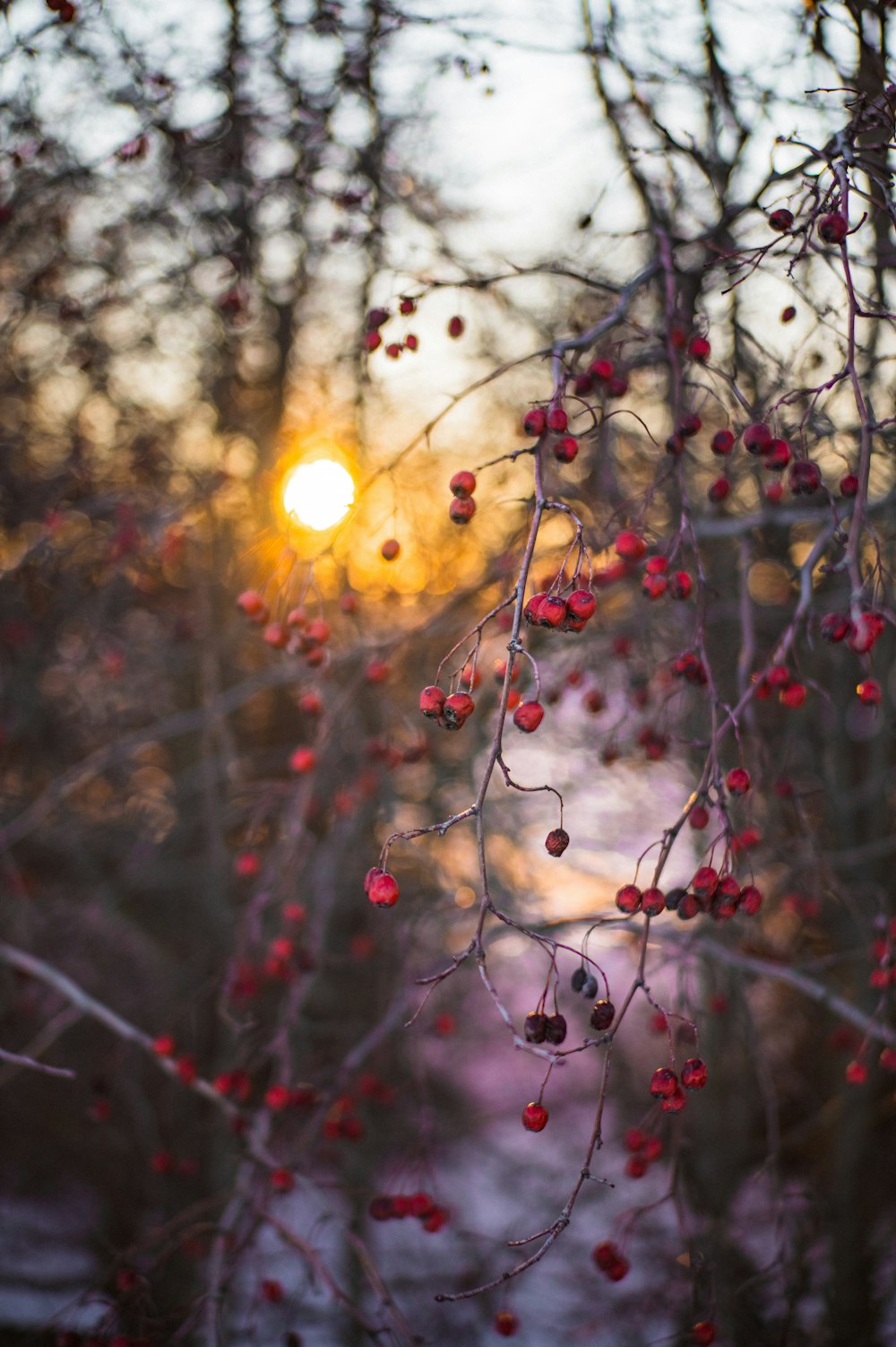 a tree with berries on it and the sun in the background
