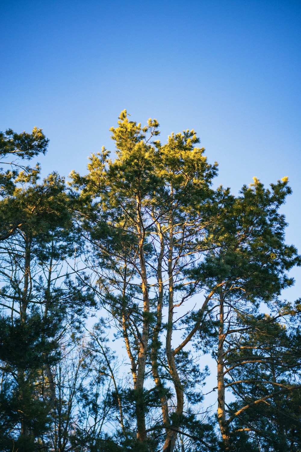 a group of trees with a blue sky in the background
