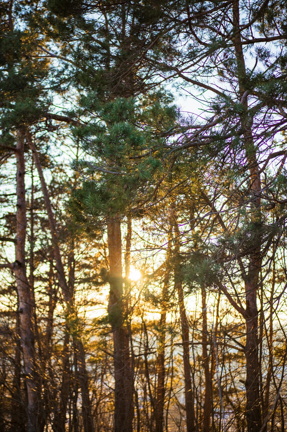 the sun is shining through the trees in the woods