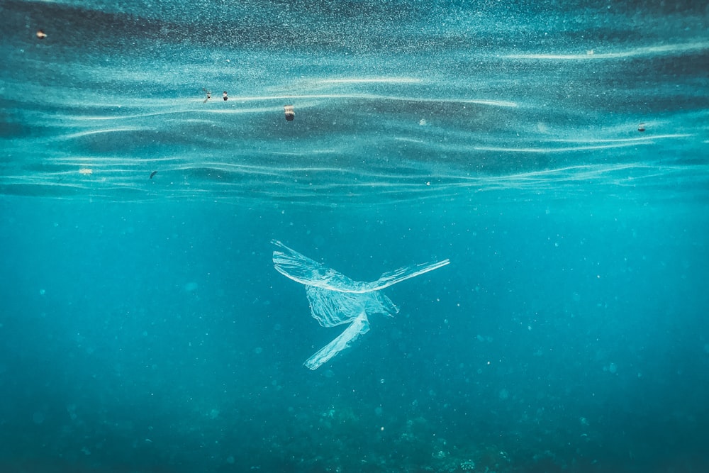 a large white bird swimming in the ocean