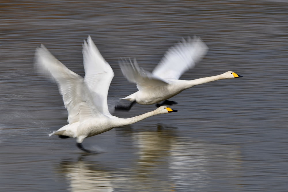 水面を飛ぶ2羽の白い鳥