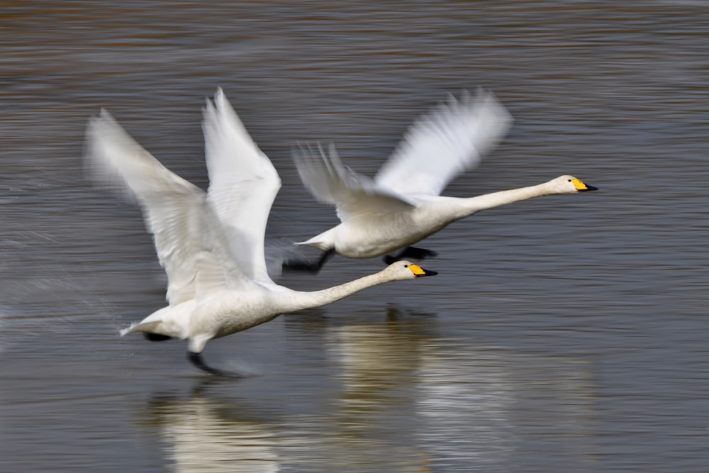 two white birds flying over a body of water