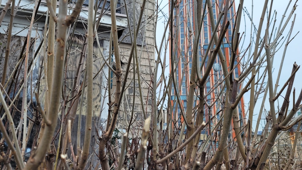 a bunch of bare trees in front of a tall building