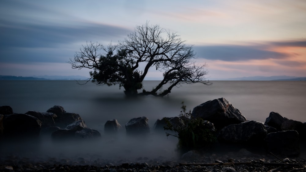 a lone tree in the middle of a foggy field