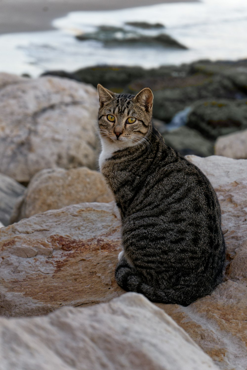 a cat sitting on a rock near the ocean