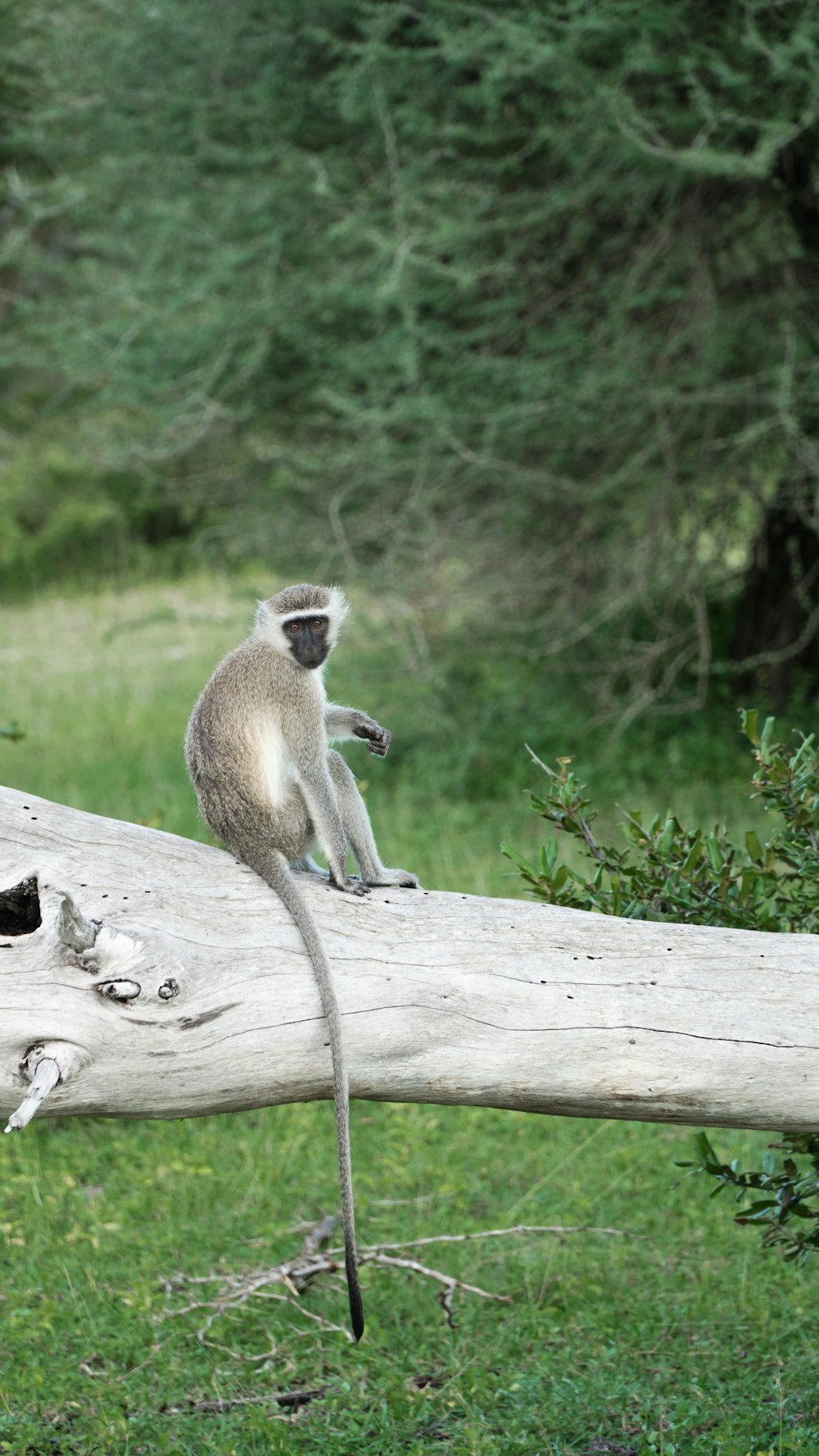 a monkey that is sitting on a log