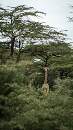 a giraffe standing in the middle of a forest