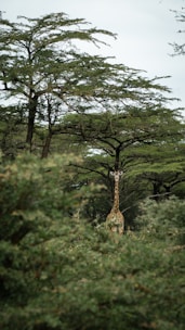 a giraffe standing in the middle of a forest