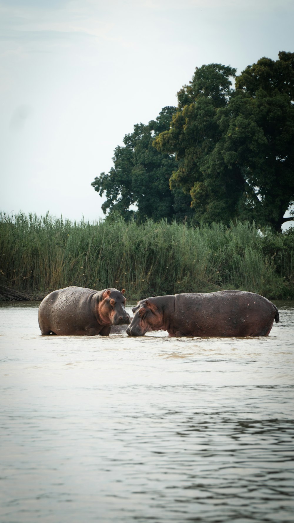 two hippos in a body of water with trees in the background