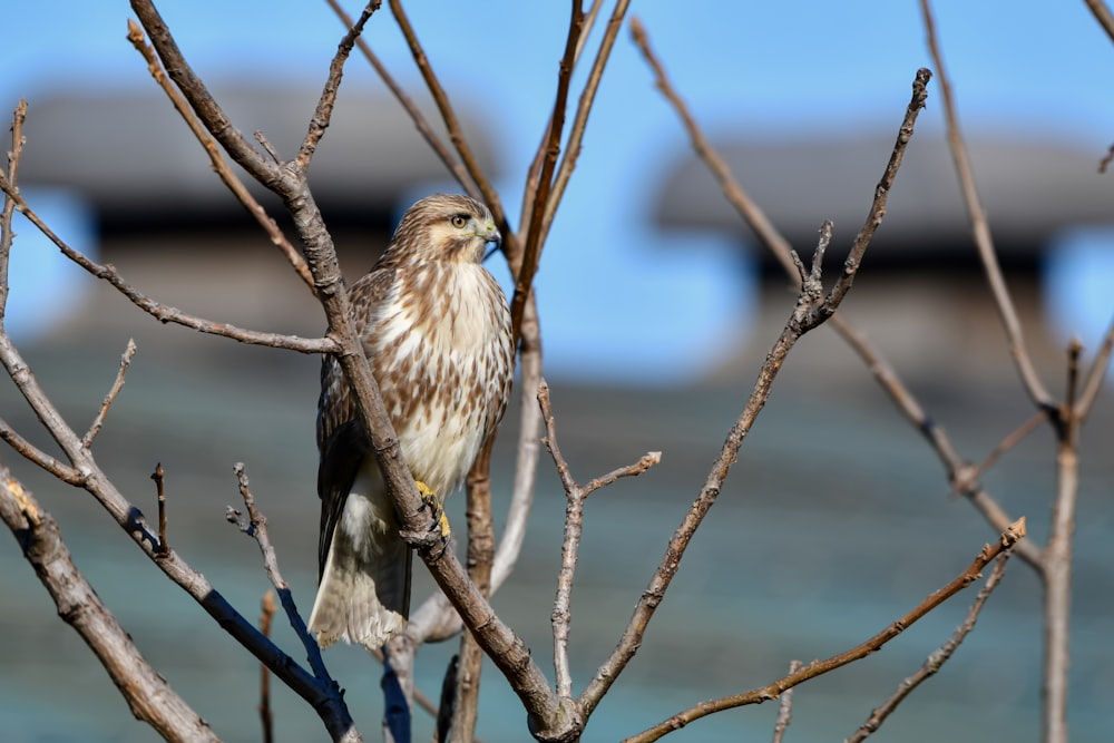 a bird perched on a branch of a tree