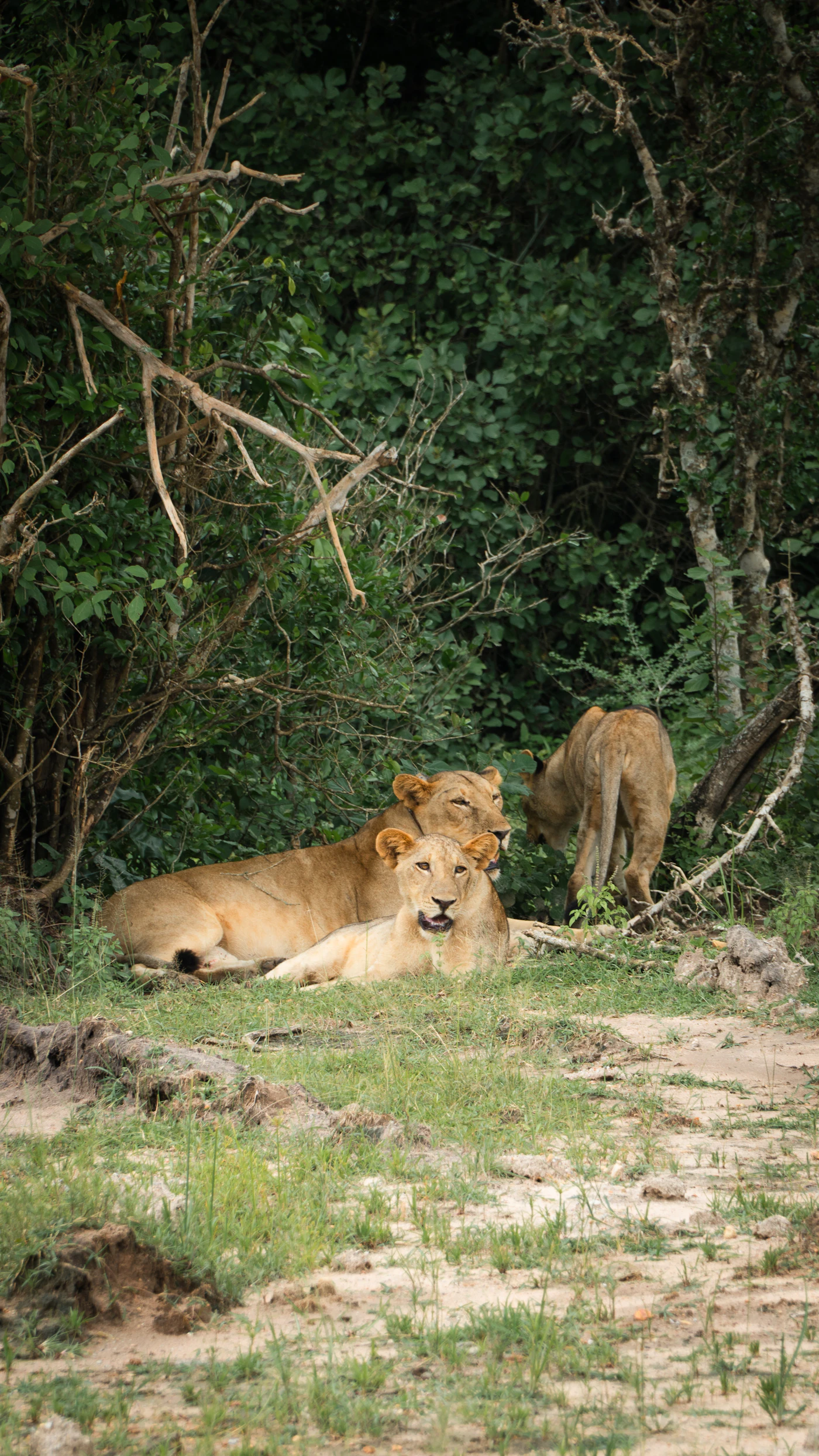 Lions resting in the shade