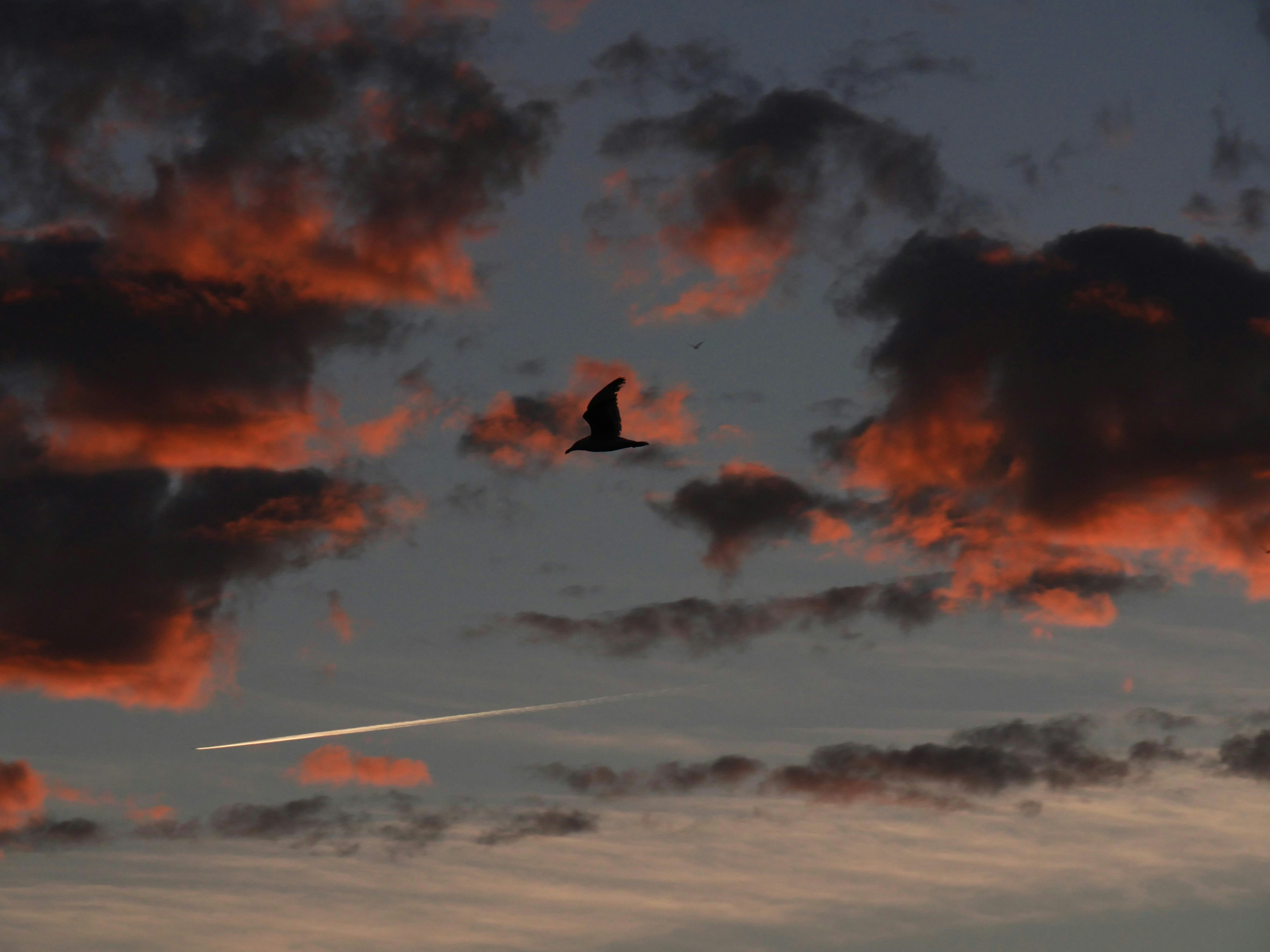 Photo by nimbus_vulpis