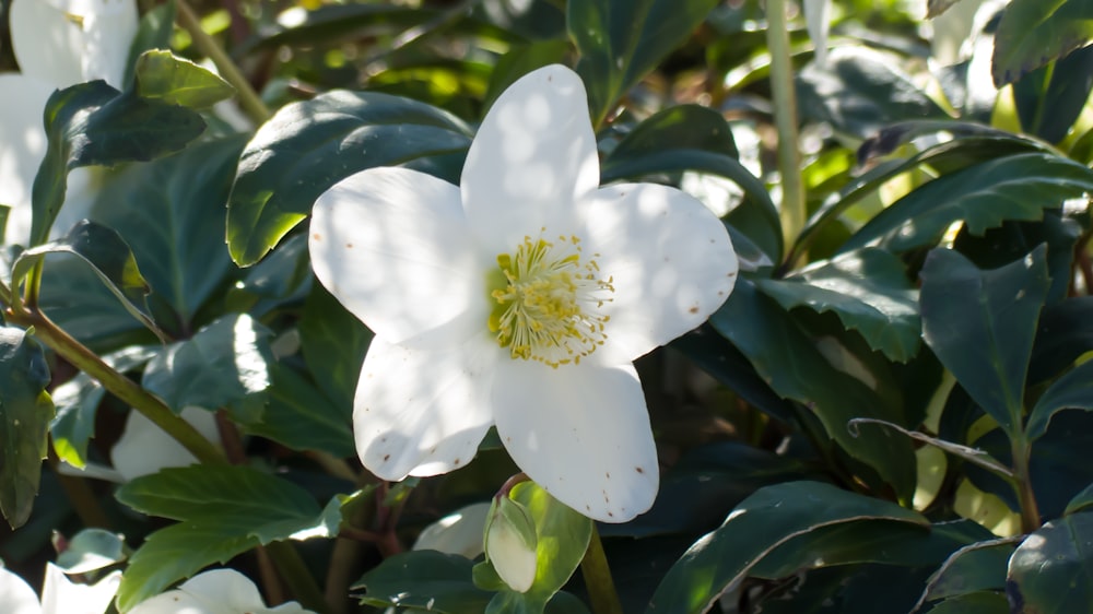 un fiore bianco con foglie verdi sullo sfondo
