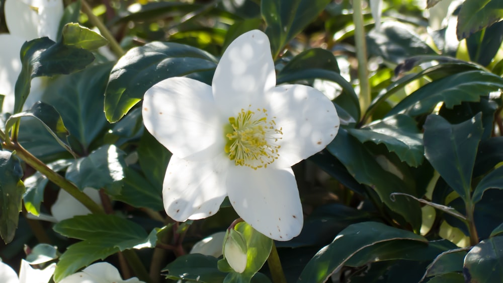 a white flower with green leaves in the background