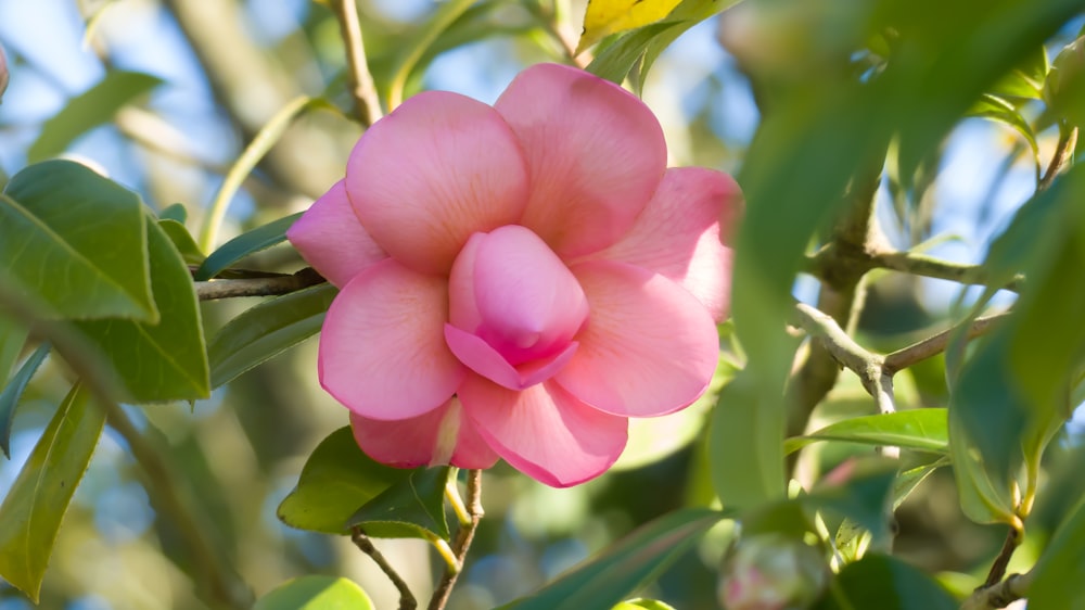 une fleur rose pousse sur un arbre