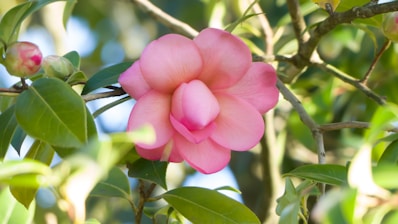 a pink flower that is growing on a tree
