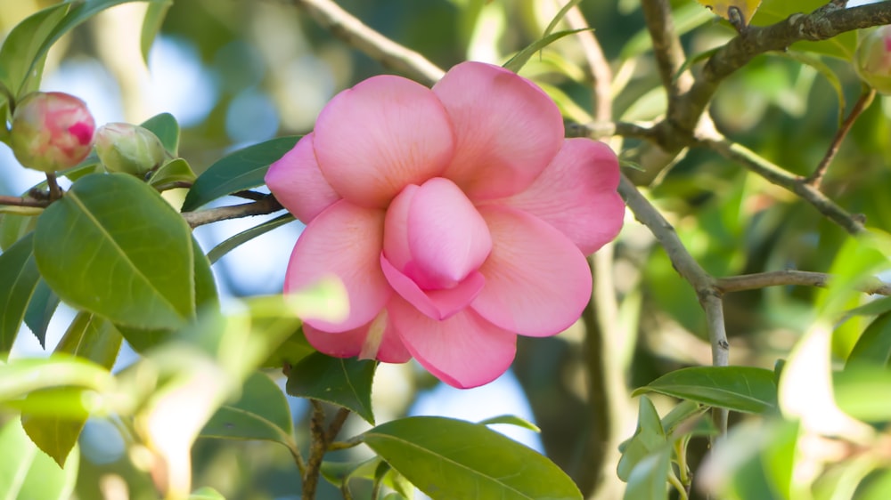 une fleur rose qui pousse sur un arbre