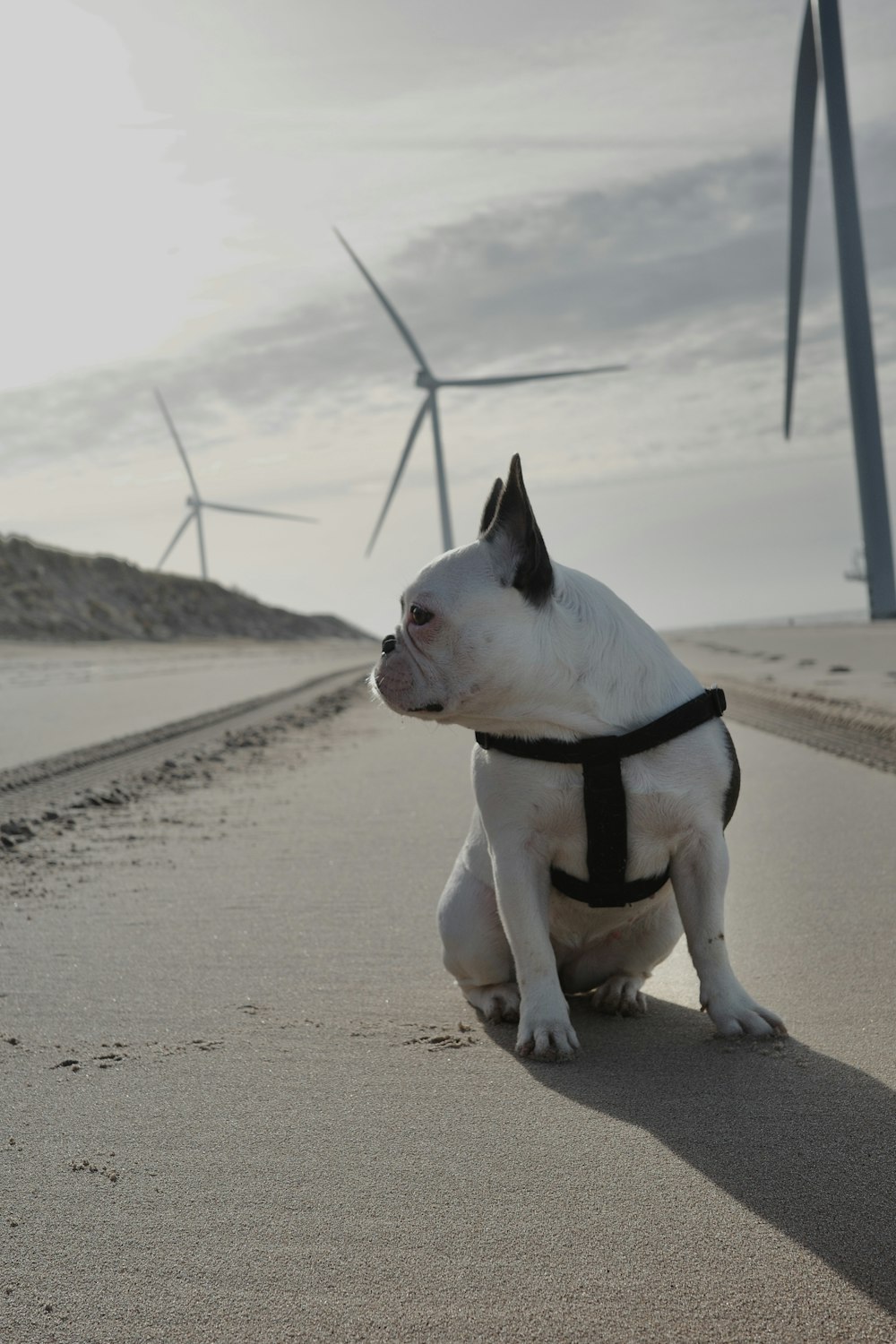 a dog sitting on the side of a road next to wind turbines