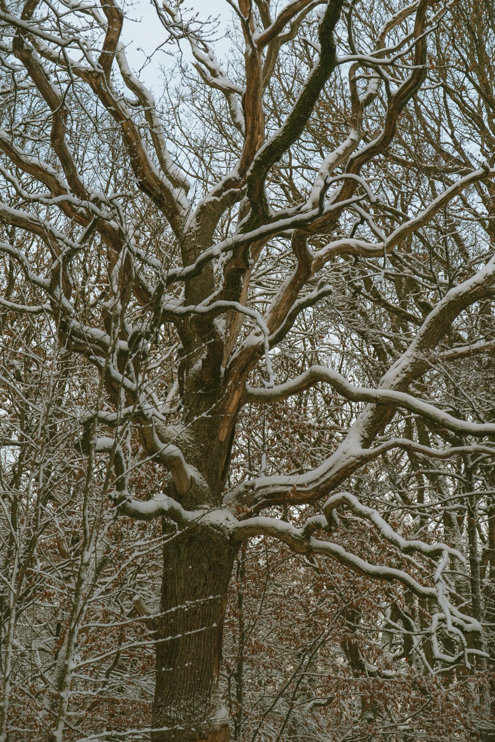 a large tree covered in snow next to a forest